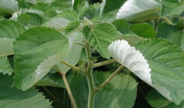 苎麻豆,绿色纤维的天然宝藏与产业应用探索